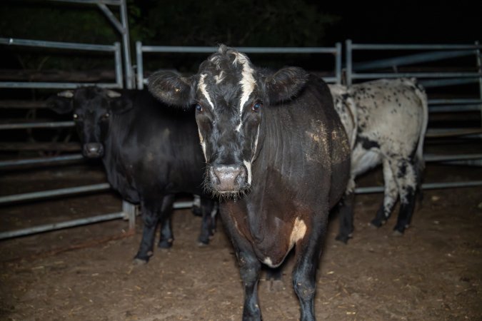 Cows in holding pen