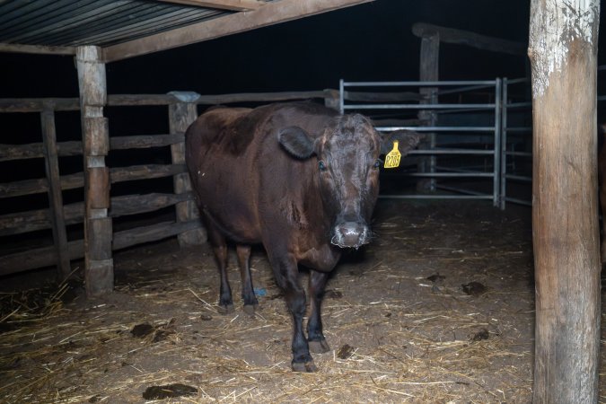 Cow in holding pen