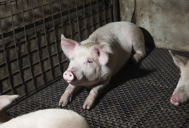 Pig in holding pen