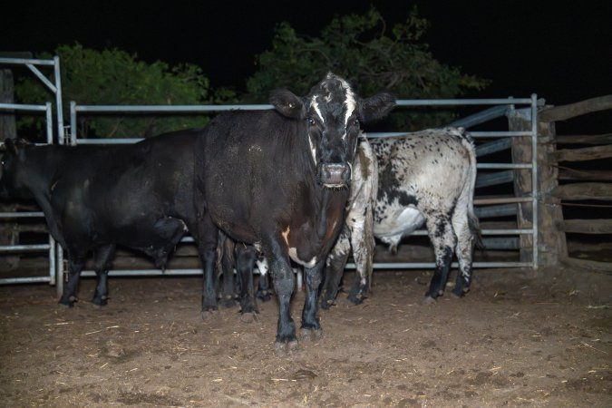 Cows in holding pen