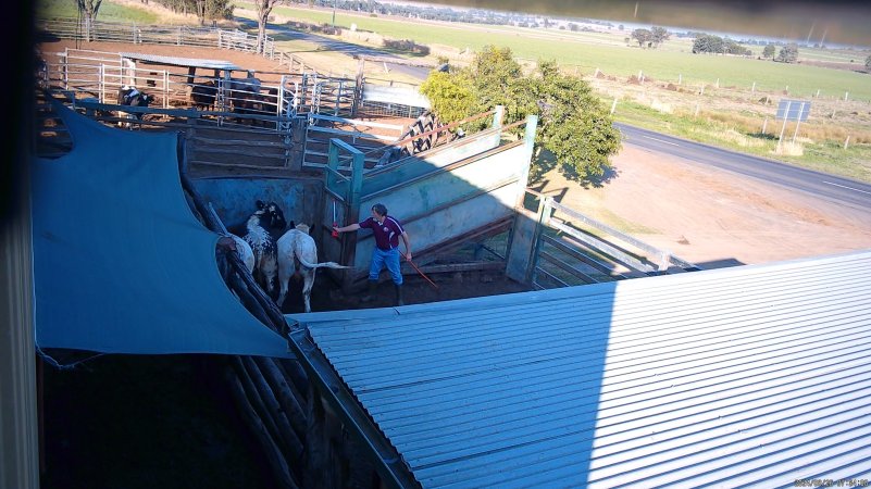 A worker uses an electric prod on a cow