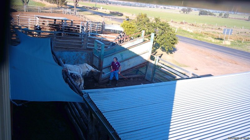 A cow kicks out after being electrocuted