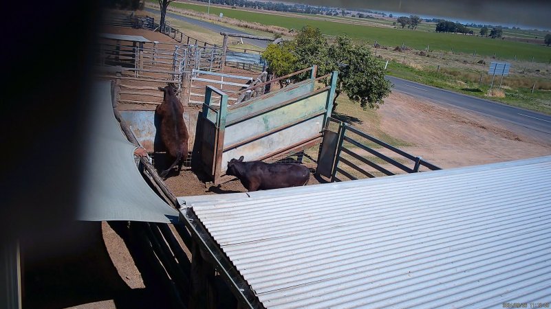 A cow attempts to jump free of the holding pens