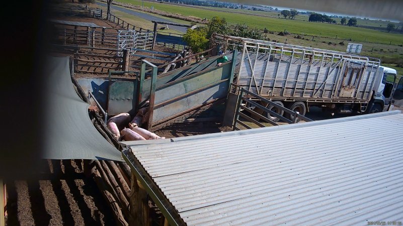 Pigs are unloaded into the holding pens