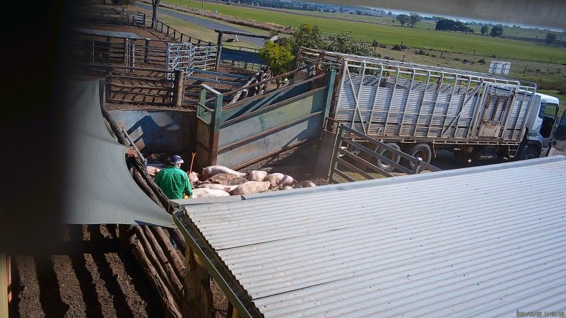 Electric prods used on pigs in the holding pens