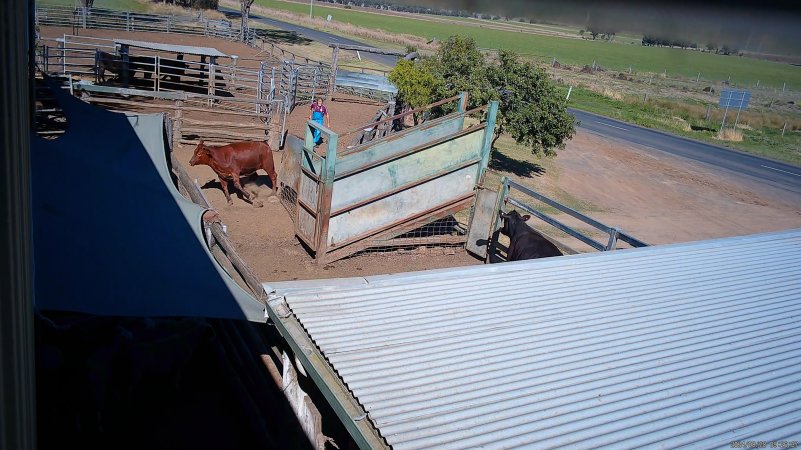 A cow runs from a worker in the holding pens