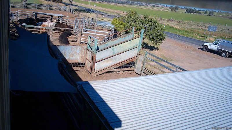 A cow crashes into the holding pen fence