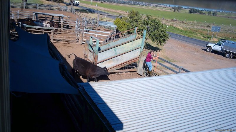 A cow chases a worker through the pens