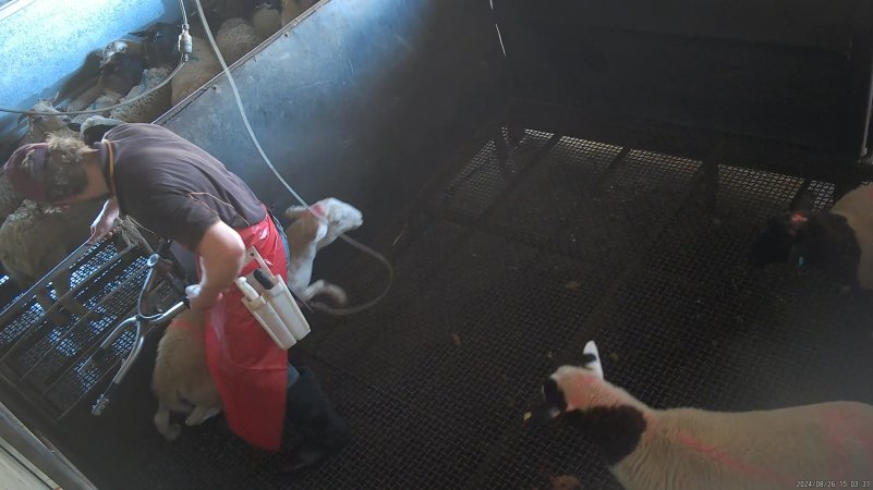 A sheep runs from a worker