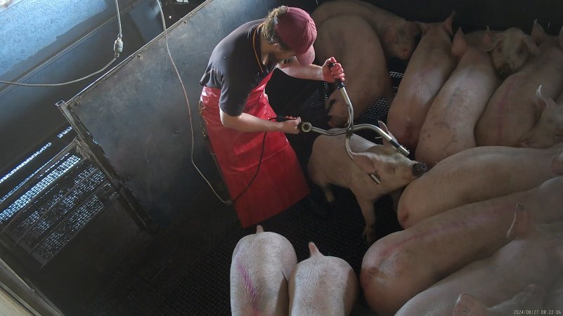 Electric stunning - pigs