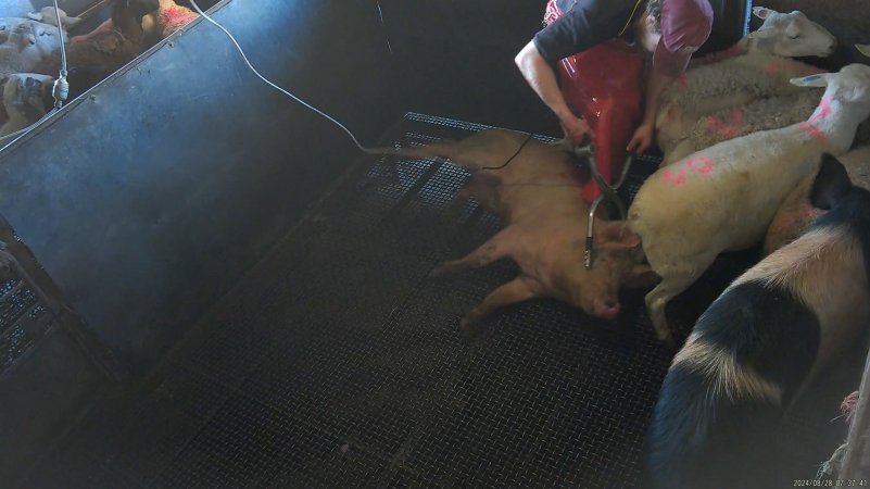 Electric stunning - pigs