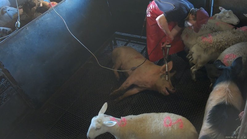 Electric stunning - pigs