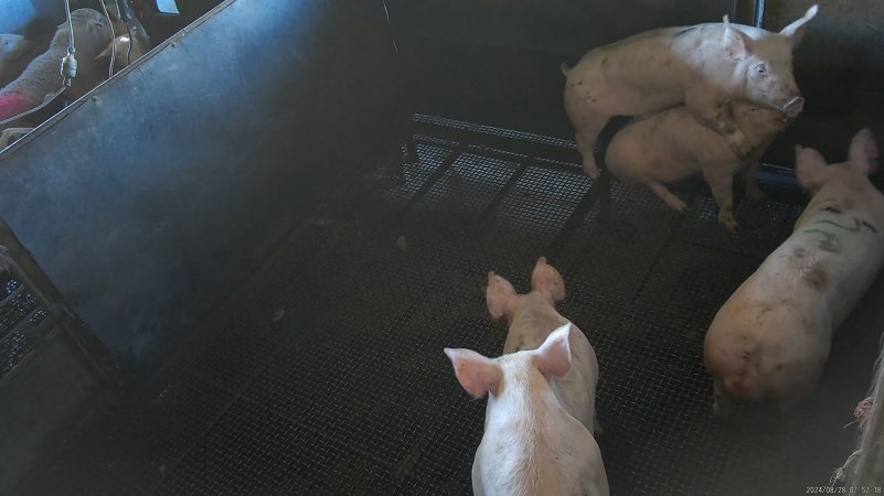Pigs in the stun pen