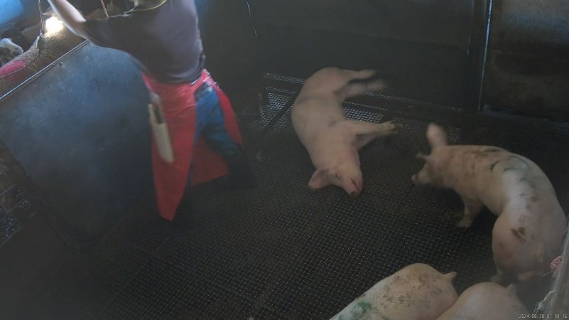 A pig convulses after electric stunning