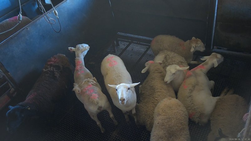 Sheep in stun pen