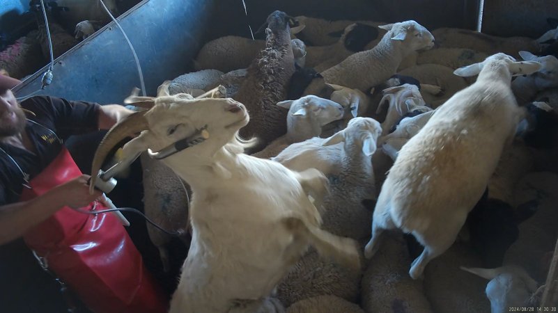 Electric stunning - goats