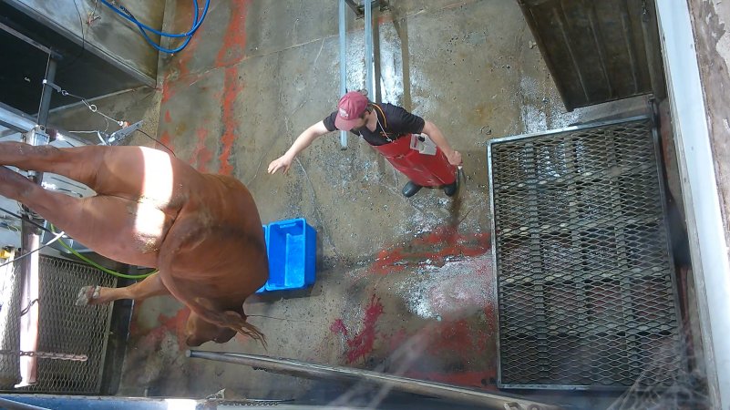 A cow thrashes after sticking