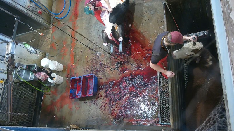 Bolt gun stunning - cows