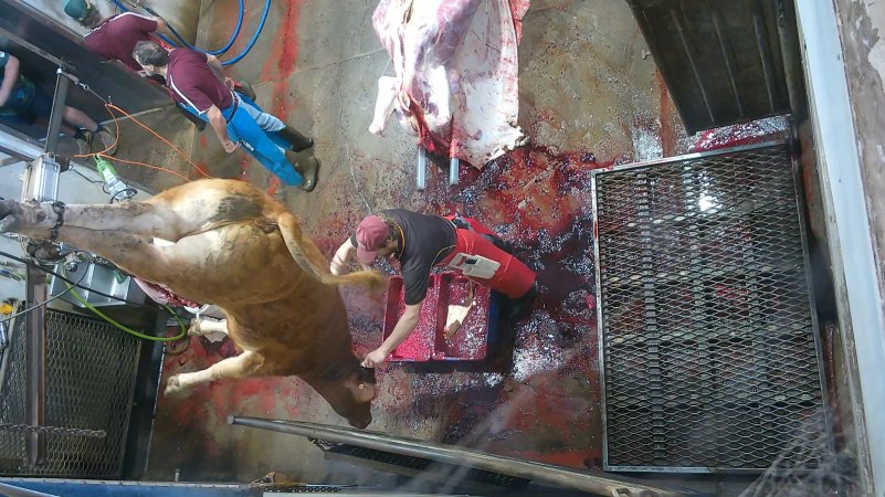 Cow thrashing on shackle line