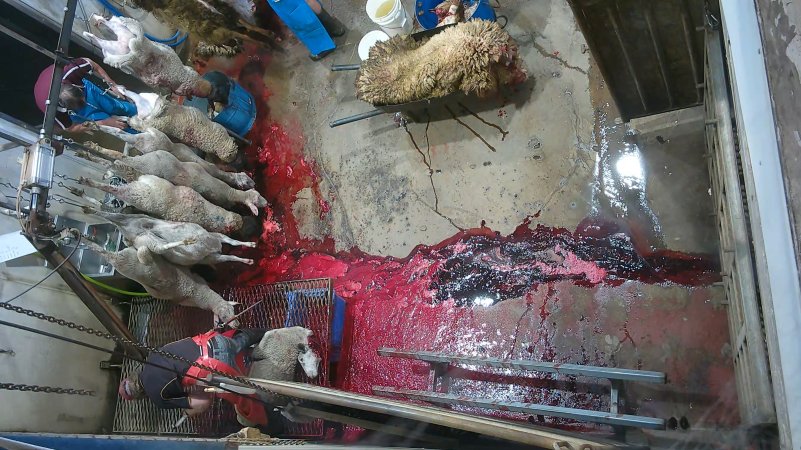 Sheep sticking and shackling
