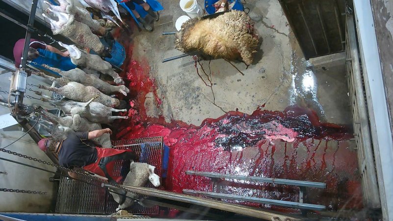 Sheep sticking and shackling