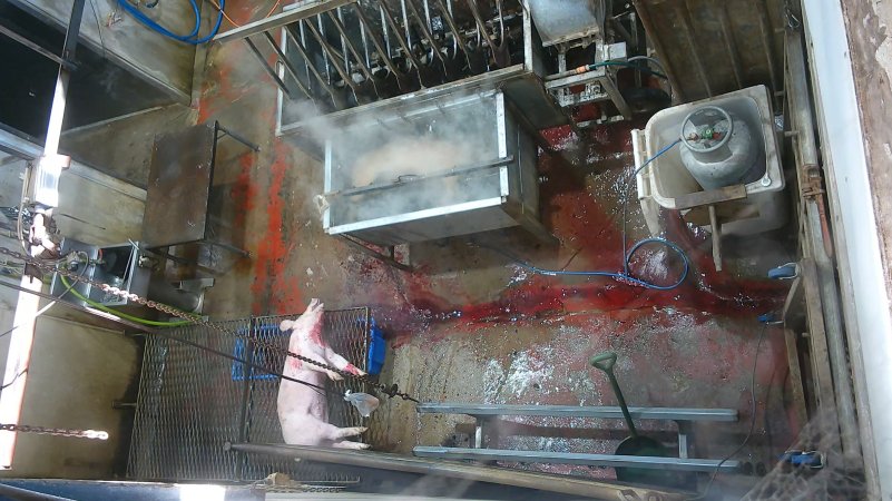 A pig gasping after sticking