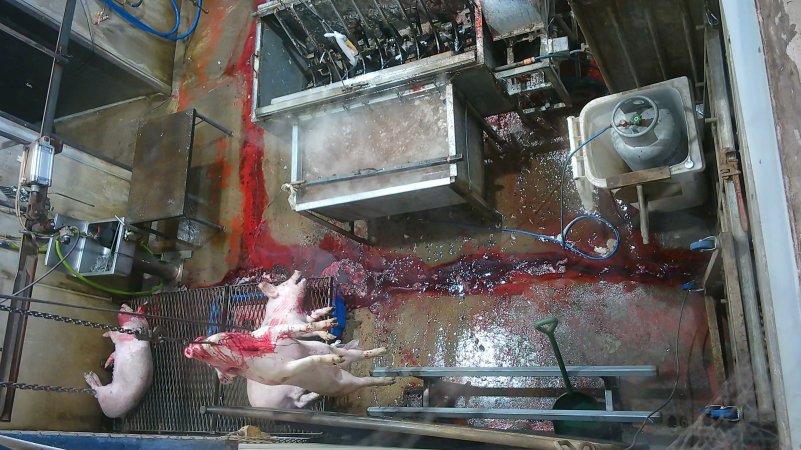 A pig gasping after sticking