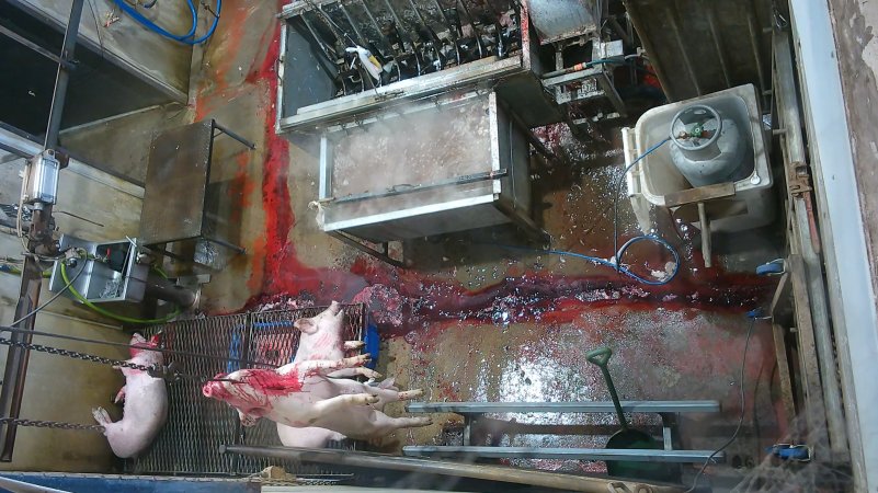 A pig gasping after sticking