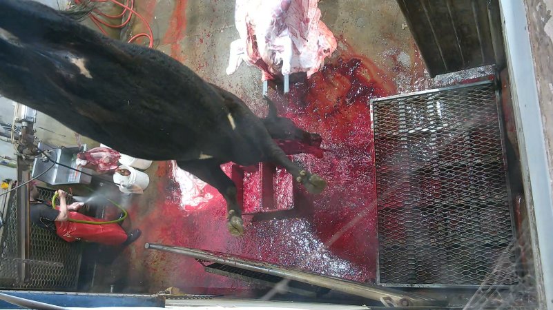 Cow sticking and bleeding