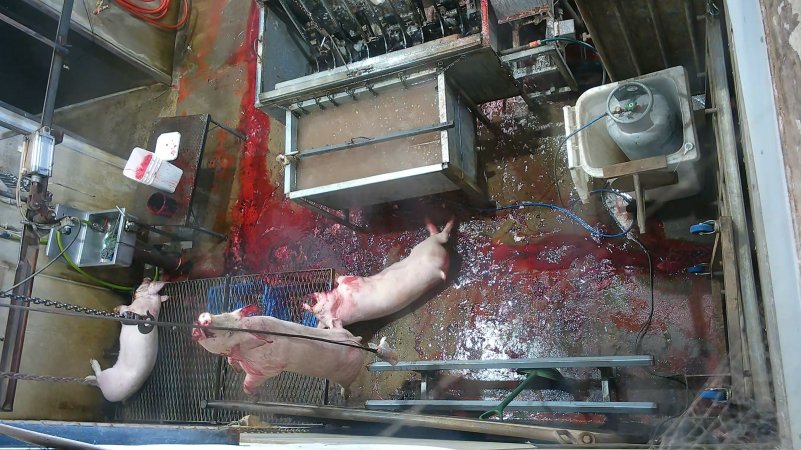 Pig falls on kill floor