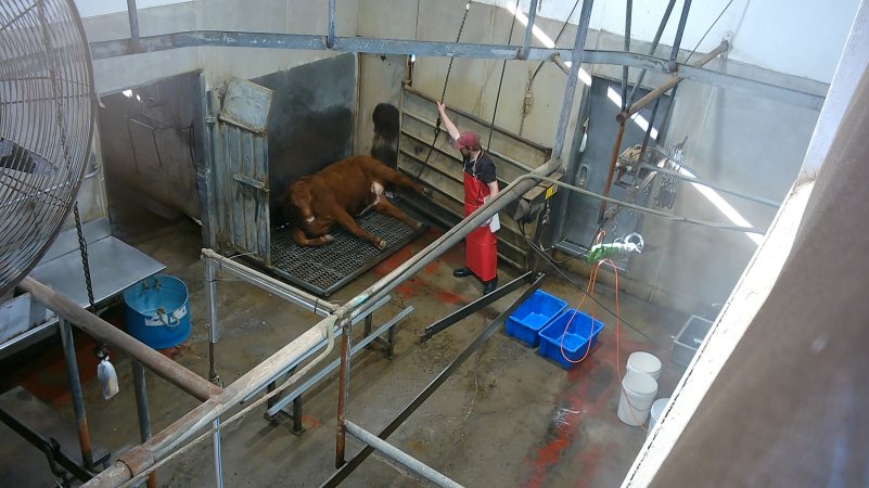 A cow sits in the knockbox after ineffective stunning