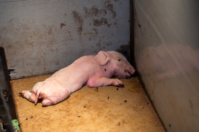 Dead piglet in farrowing crate
