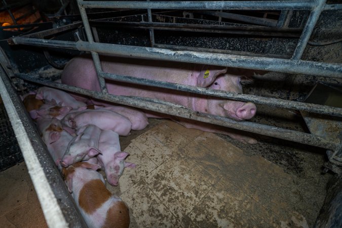 Sow with piglets in farrowing crate