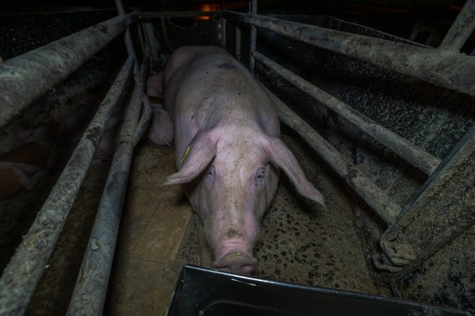Sow in farrowing crate