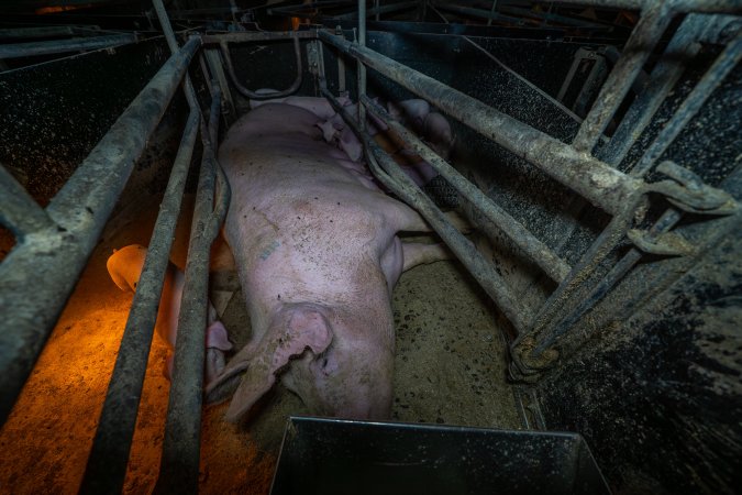 Sow lying down with piglets in farrowing crate