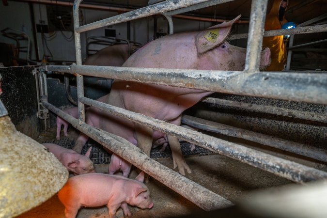 Sow sitting up in farrowing crate with piglets