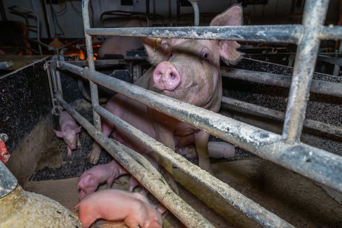 Sow sitting up in farrowing crate with piglets
