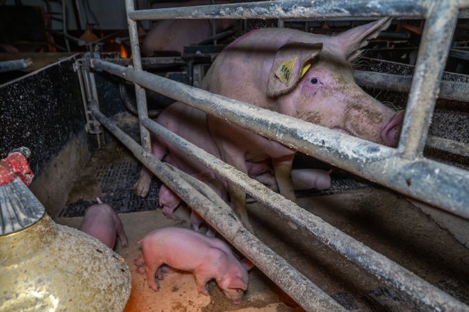Sow sitting up in farrowing crate with piglets