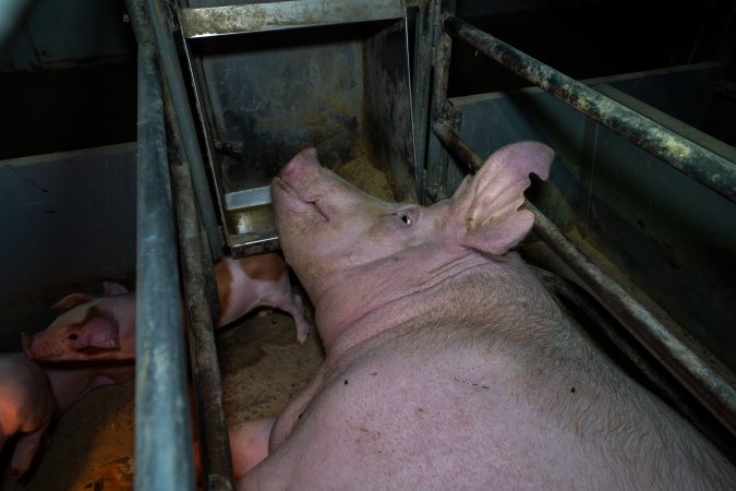 Sow lying with her head on feed trough in farrowing crate