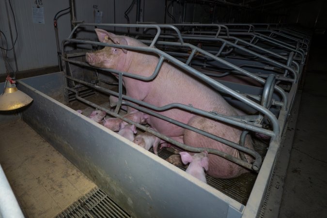 Sow sitting up in farrowing crate with piglets
