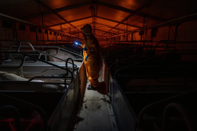 Investigator walks down the aisle between farrowing crates