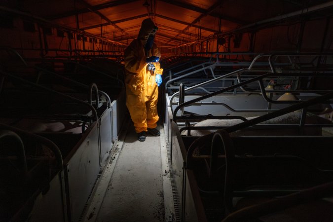 Investigator walks down the aisle between farrowing crates