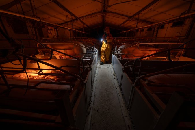 Investigator walks down the aisle between farrowing crates