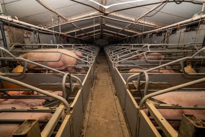 Looking down the aisle of a farrowing shed