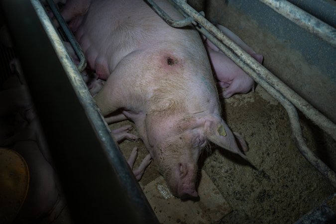 Sow with pressure sore lying on hard floor of farrowing crate
