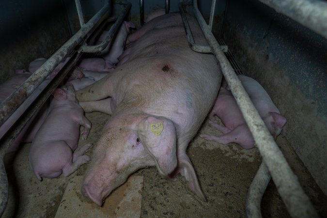 Sow with pressure sore lying on hard floor of farrowing crate