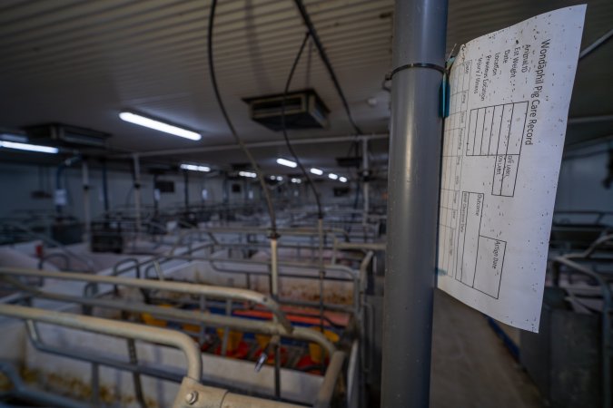 Farrowing paperwork identifying Wondaphil Piggery