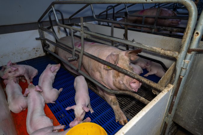 Sow with piglets in farrowing crate