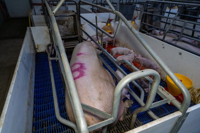 Sow with piglets in farrowing crate