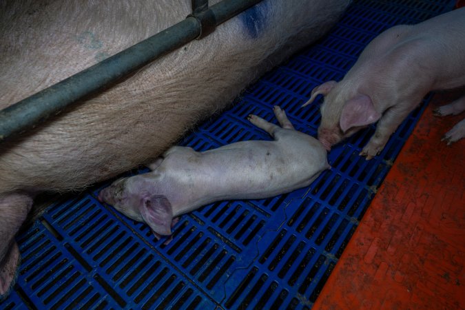 Piglet checks on their dead sibling in farrowing crate